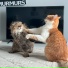 vespert1ne