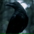Lukasyno, Sarius, Hinol Polska Wersja