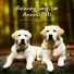 Pet Prime Therapy