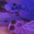 sneepy, zaku