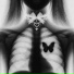 nightfxrce, dvspair