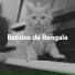 Cat Music