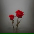 ZaneLove