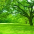 ASMR Nature Noise- Wind
