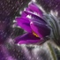 Spa Zen, Nature Sounds XLE Library, Sol y Lluvia