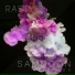 RASTY