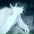 FEAR MANE