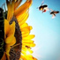 Chá Matte Lil