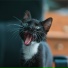 Cats Music Zone, Cat Music, Pet Care Music Therapy