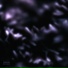 FREYLER, dofamine h4ze