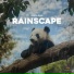 Panda Rain, Panda Sleep, Panda Music