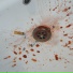 SPLASH OVERDOSE