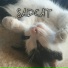 SADCAT