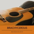 Bromography
