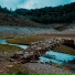 Quercia