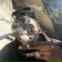 Dr Zoid
