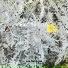 Lee sang gul