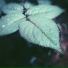 Rain Sounds, Regengeräusche, Yoga Soul