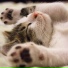 Massage Tribe, Deep Sleep FX, Sample Rain Library