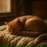 Velune, Мурчание кошек и котят