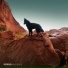 Perro