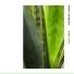 Henry Aberson feat. Brian Hargrove, Dyna Erie