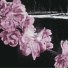 Maeve Benni