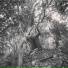 C}{imps 8 My Ears