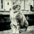 Веселая Музыка для кошек