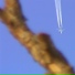 Nakani