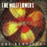 Jacob Dylan and the Wallflower