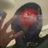 VEEK