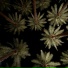 Samaria