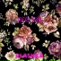 plashKa
