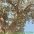 Evergreen Dream