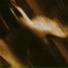 Agalloch