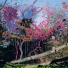 Animal Collective