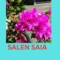 Salen Saia