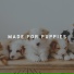 Relax My Dog Music
