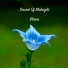Sound Of Midnight