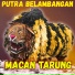 Putra Belambangan
