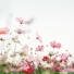 APmuse