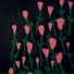 Dehd