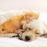 Boy With Pets