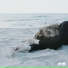 Vikama