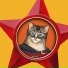 Ai Kittens