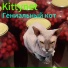 Kittynet