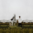 Faser, Goss Vinyard