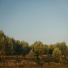 Rubrico