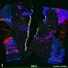 Trez DG, Chio Molina, Dark Groove
